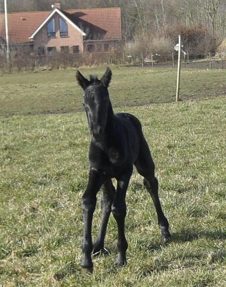 Anden særlig race Zilke  (DV+Frieser) - SOLGT billede 4