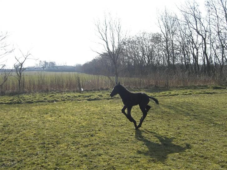 Anden særlig race Zilke  (DV+Frieser) - SOLGT billede 5