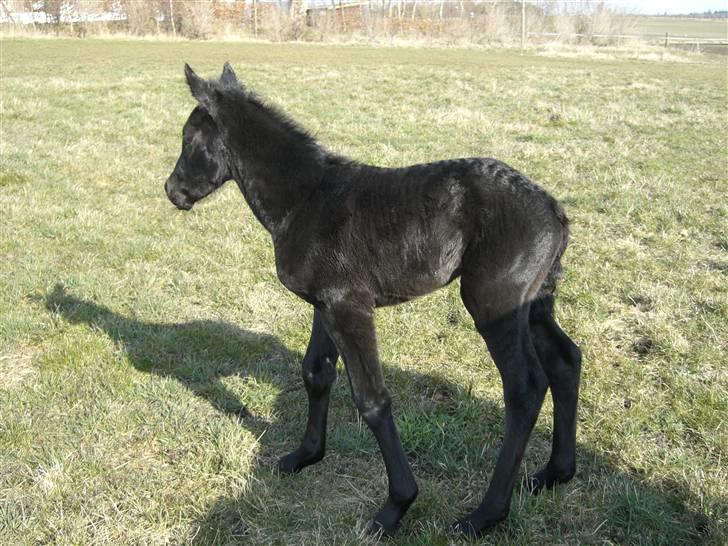 Anden særlig race Zilke  (DV+Frieser) - SOLGT billede 6