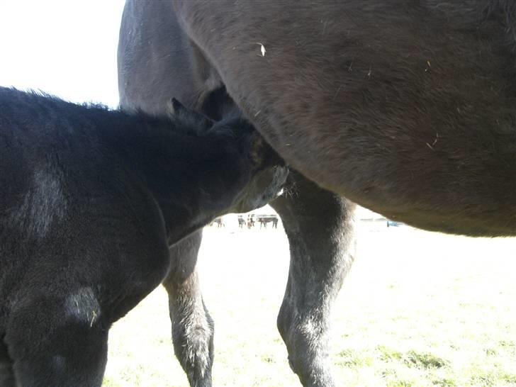 Anden særlig race Zilke  (DV+Frieser) - SOLGT billede 7