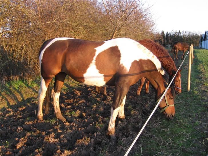 Pinto Arina R.I.P. 10/12 2009 billede 1