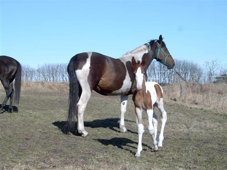 Pinto Arina R.I.P. 10/12 2009 - Armani - født 9/3 2003 Mor Arina - F. Imagic PIH 50 billede 2