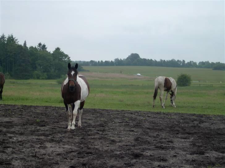 Pinto Arina R.I.P. 10/12 2009 billede 3