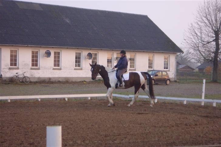 Pinto Arina R.I.P. 10/12 2009 billede 4