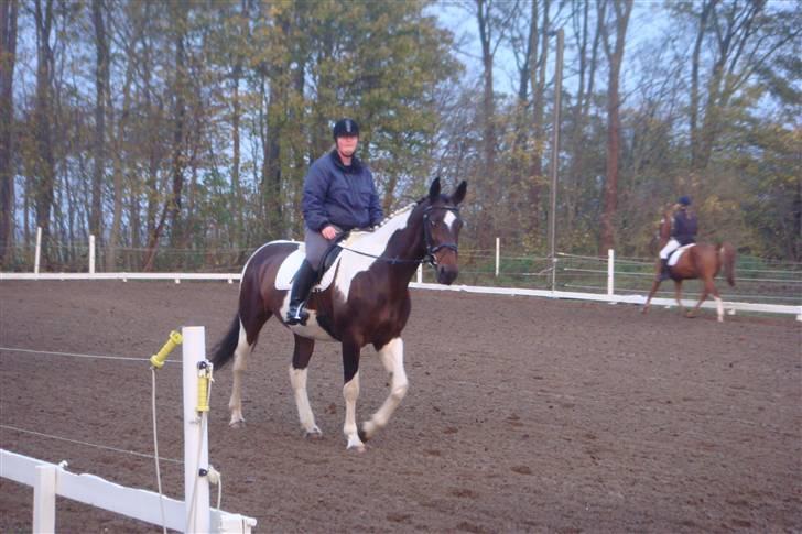 Pinto Arina R.I.P. 10/12 2009 billede 5