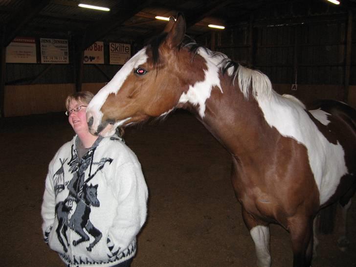 Pinto Arina R.I.P. 10/12 2009 - K. B. Holiday/ Lille Kaj - Født 23/1 2000 Arina er mor. F: Spellbound FF: Intschuschuna billede 6