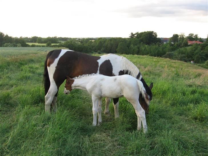 Pinto Arina R.I.P. 10/12 2009 - Ulriksmindes Avarell født 12/5 2007 M: Arina F. Søholm`s Wyatt Earp PIH 59 billede 8