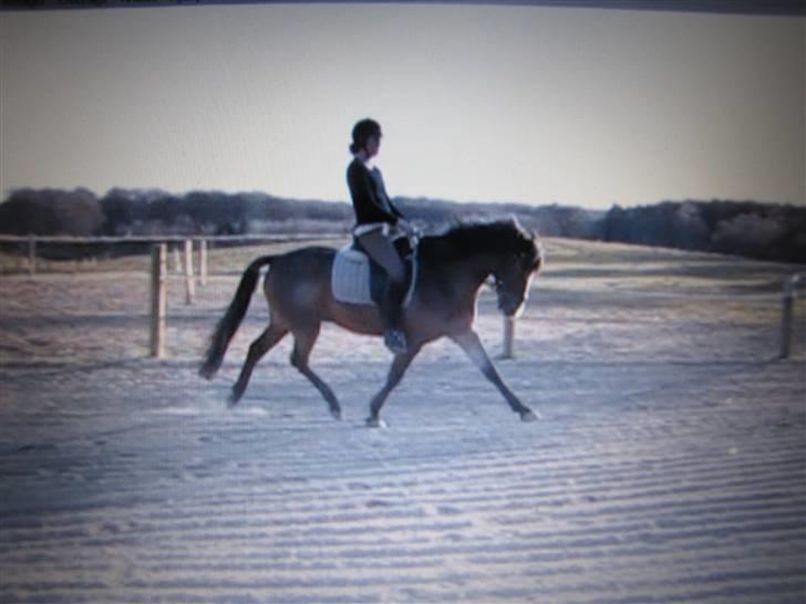 New Forest Odbjergs Bento SOLGT - Bento i Marts billede 11