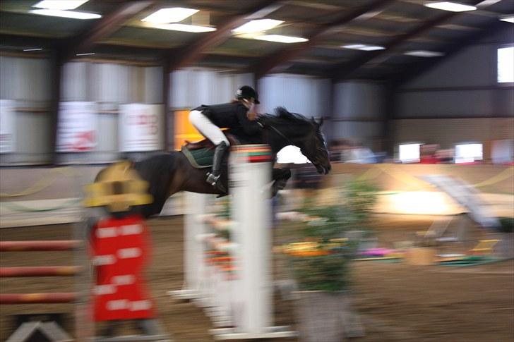 Dansk Varmblod Spindborgs Ophelia  - LA** I Holstebro billede 18