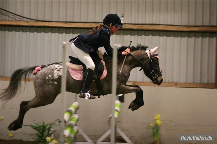 Amerikansk Pony springer SMOKY - 17) Mona Holm tidligere ejer og Smoky billede 17