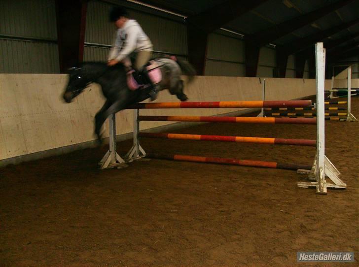 Amerikansk Pony springer SMOKY - 18) Mona Holm og Smoky springer 110 cm...han er SÅ dygtig billede 18