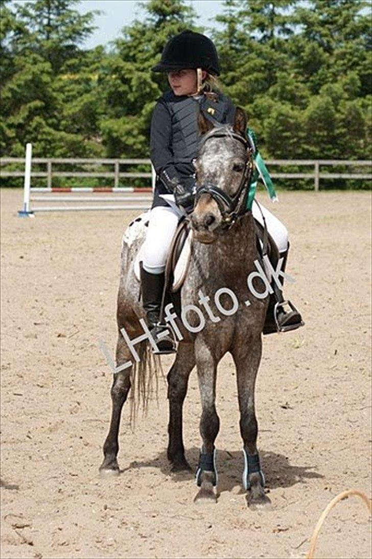 Amerikansk Pony springer SMOKY - 20)Smoky og jeg til stævne i Rosenholm Ridelub VANDT<3<3 læg gerne en bedømelse og en kommentar billede 20