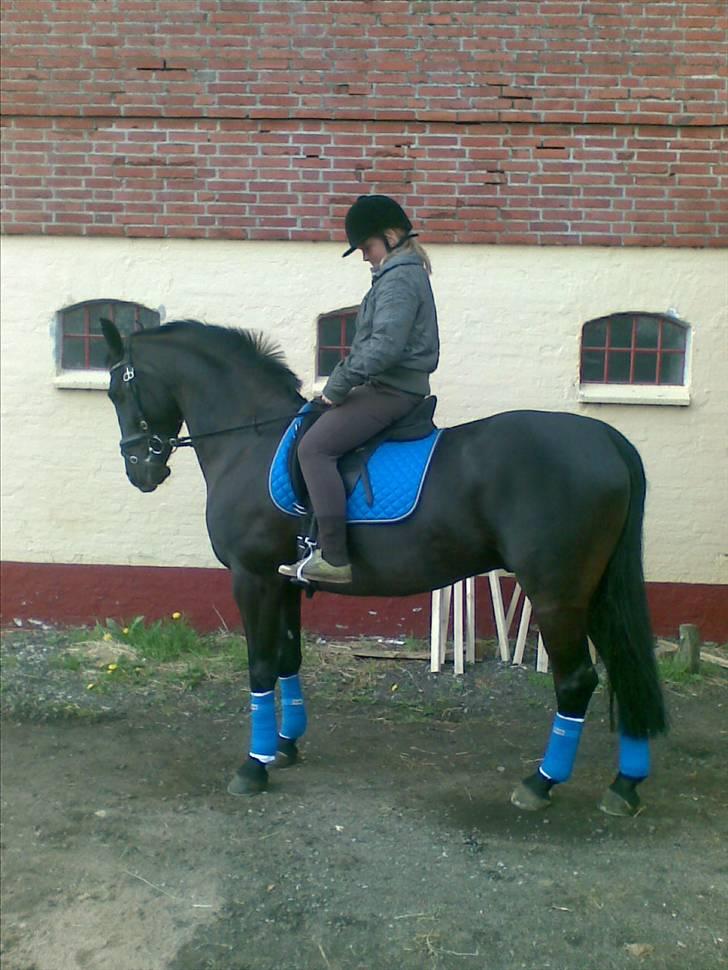 Anden særlig race Phyrus - Phyrus og Amanda, Klar til Dressur og chik i blåt billede 12