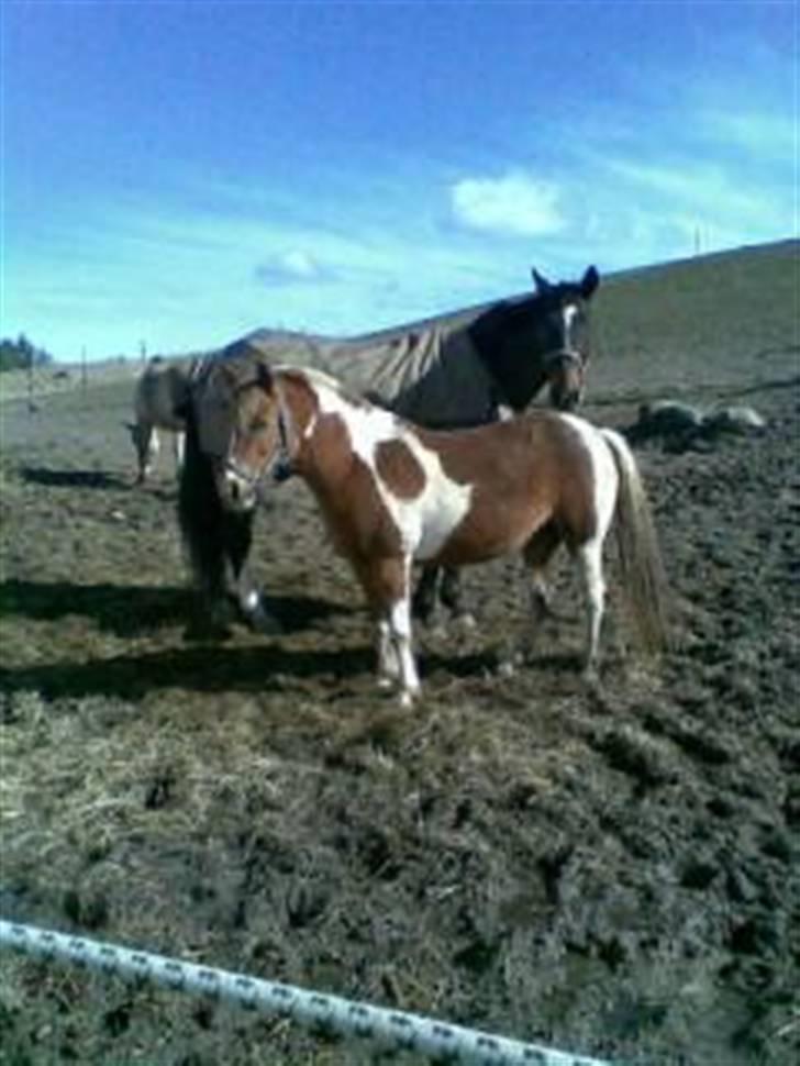 Dansk Varmblod Hastig - Dette er Hastig og Shantih min kusines pony.. de er beste venner.. og står altid sammen ude på marken. ser lidt sjovt ud når vi rider sammen ;) billede 7