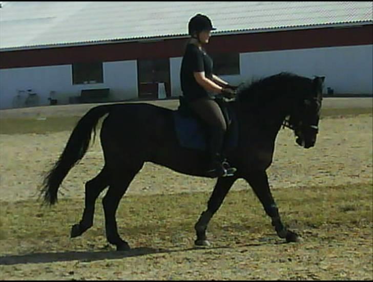 Anden særlig race Phyrus - Dressur Phyrus billede 15