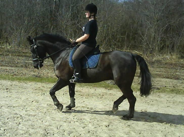 Anden særlig race Phyrus billede 16