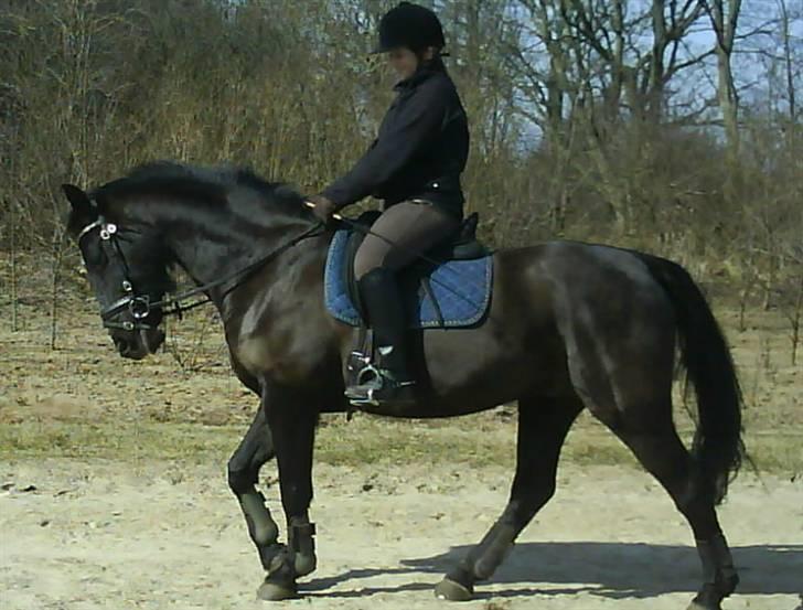 Anden særlig race Phyrus billede 17