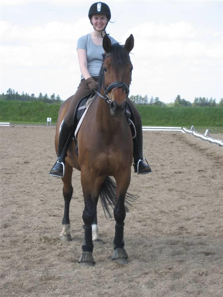 Dansk Varmblod Vistahl Finesse - Heej! Velkommen til Finesse´s profil, læg gerne en bedømmelse og kommentar, vi bedømmer ALTID tilbage!  billede 1