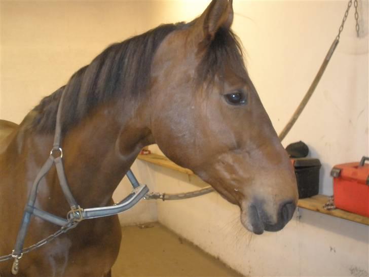 Dansk Varmblod Vistahl Finesse - Er hun ikke dejlig 8) billede 2