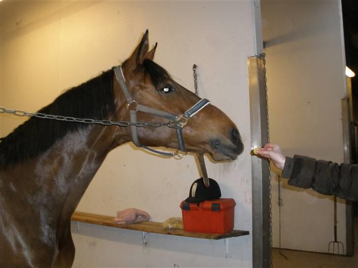 Dansk Varmblod Vistahl Finesse - Hun er meget nysgerrig...  billede 3