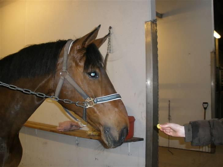 Dansk Varmblod Vistahl Finesse - Jaah bolsje... <3 billede 4