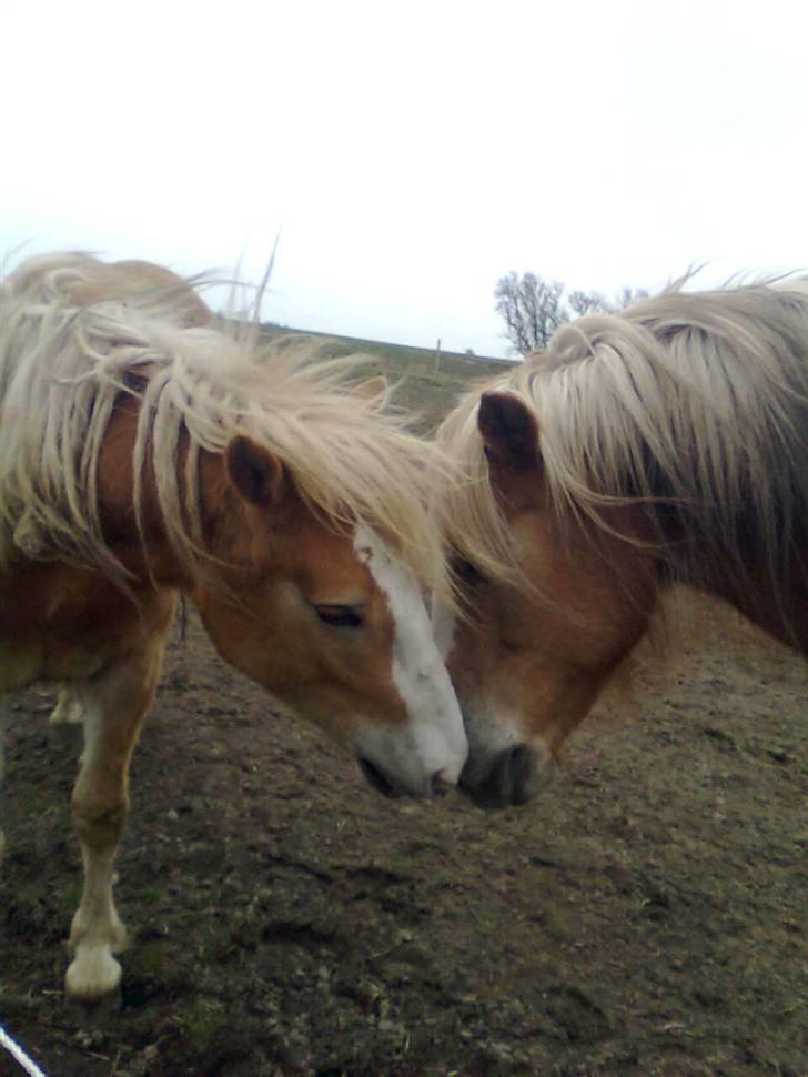 Haflinger Gråbjerghøjs Svea - Sødt <33 billede 9