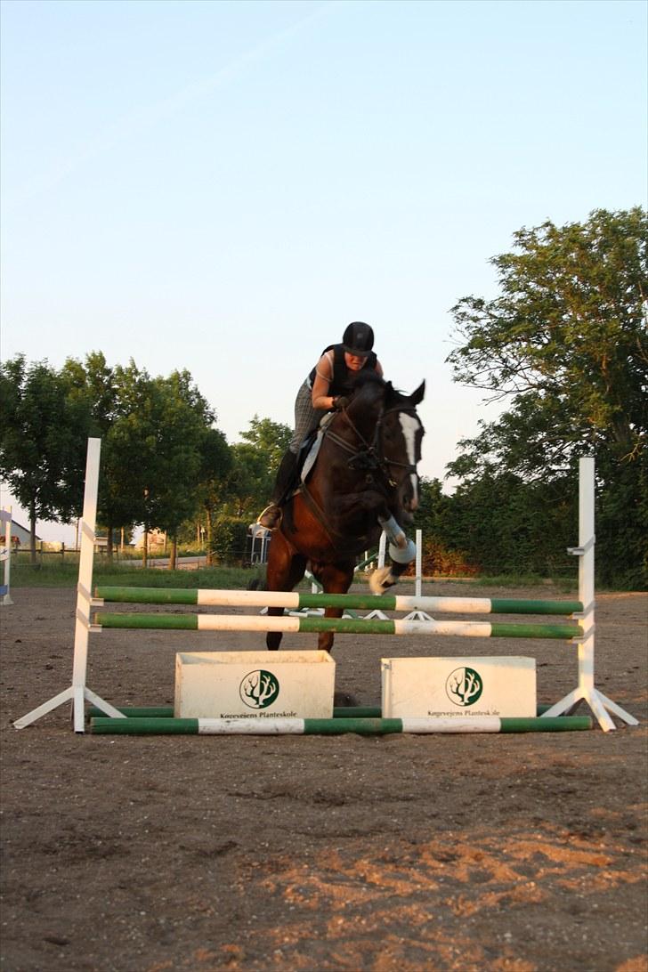 Dansk Varmblod Martinique - Foto: www.lcs-foto.dk billede 10