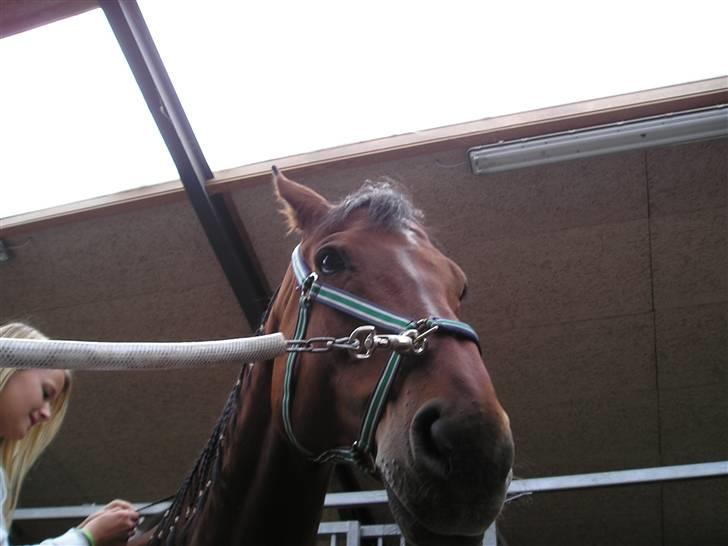 Dansk Varmblod Weluks (Lucas) efterlyses billede 15