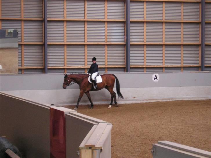 Dansk Varmblod Weluks (Lucas) efterlyses billede 16