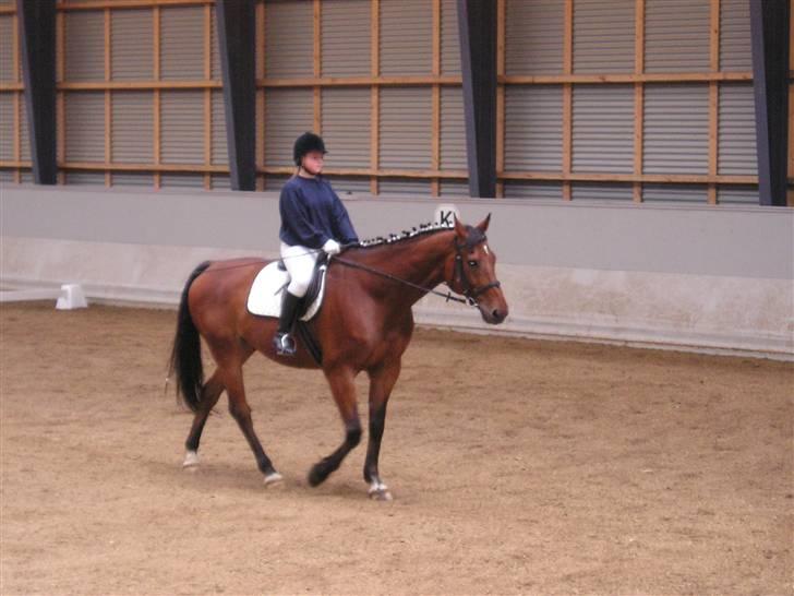 Dansk Varmblod Weluks (Lucas) efterlyses billede 5