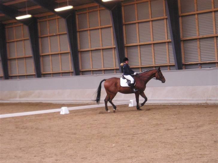 Dansk Varmblod Weluks (Lucas) efterlyses billede 11