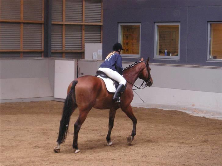 Dansk Varmblod Weluks (Lucas) efterlyses billede 9