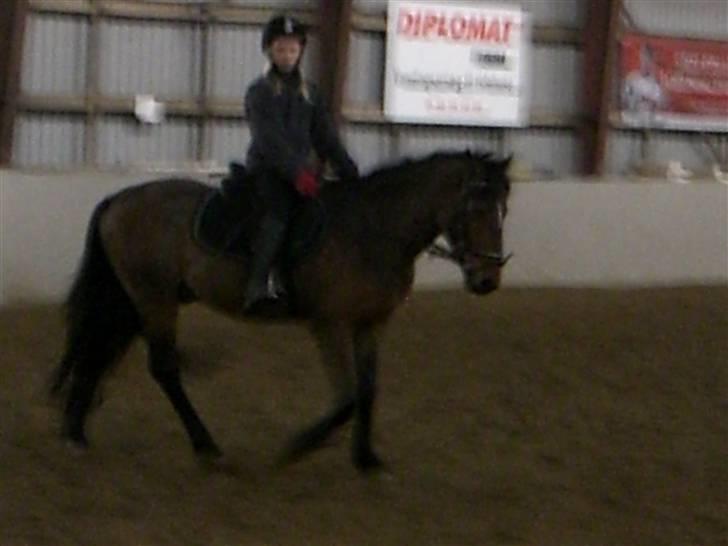 Hollandsk Sportspony Nortan *sendt tilbage* - Hvores sidste dag sammen)`: billede 11