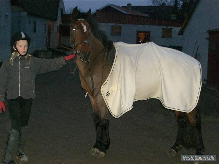 Hollandsk Sportspony Nortan *sendt tilbage* - billed til simone :) billede 13