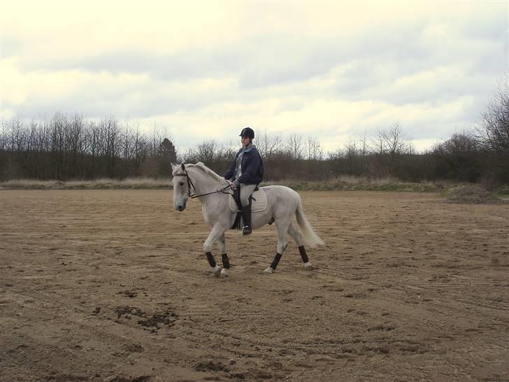 Lipizzaner Klaus † R.I.P. † - Et af de sidste billeder jeg har hvor jeg rider(skridter) Klaus :´(  billede 8