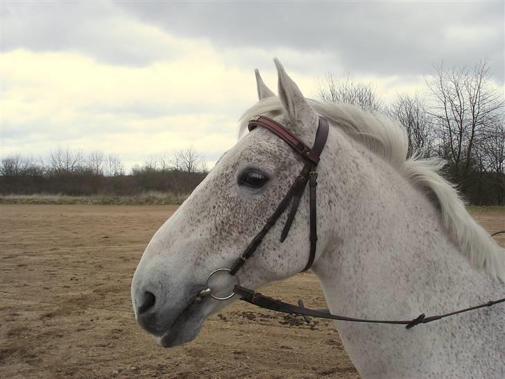 Lipizzaner Klaus † R.I.P. † - Klaus´ hoved :)  billede 9