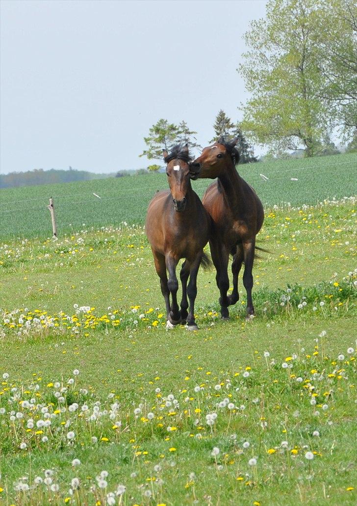 New Forest Skovlundegårds Hercules - Skovlundegårds Hercules og Skovlundegårds Hafferlaf billede 18