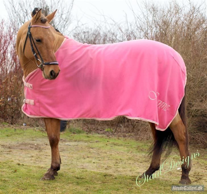 Anden særlig race Hanne *solgt* - fotoshoot med hanne - billedet er taget af Dorte Simonsen <3 billede 6