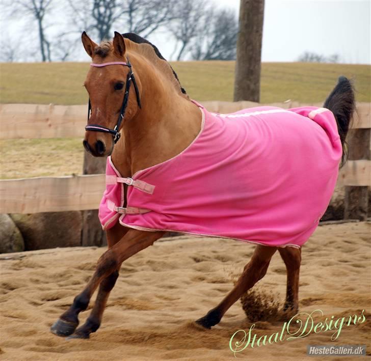 Anden særlig race Hanne *solgt* - fotoshoot med hanne - billedet er taget af Dorte Simonsen <3 billede 8