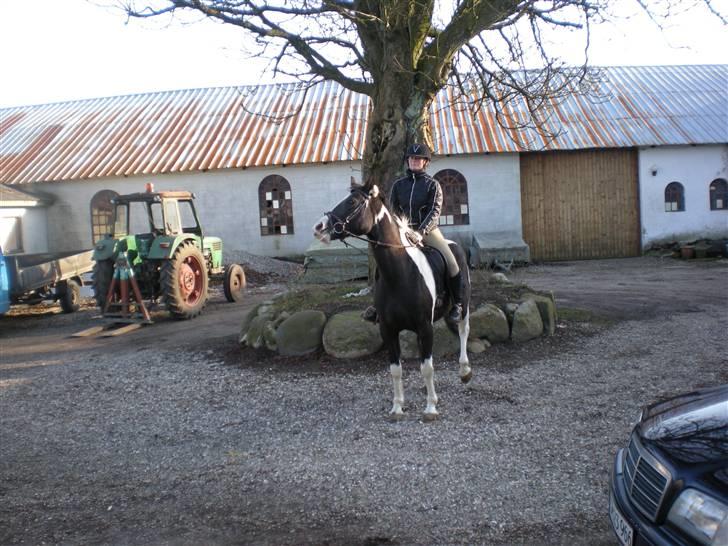 Pinto Enghøjgård's Tøsen billede 19