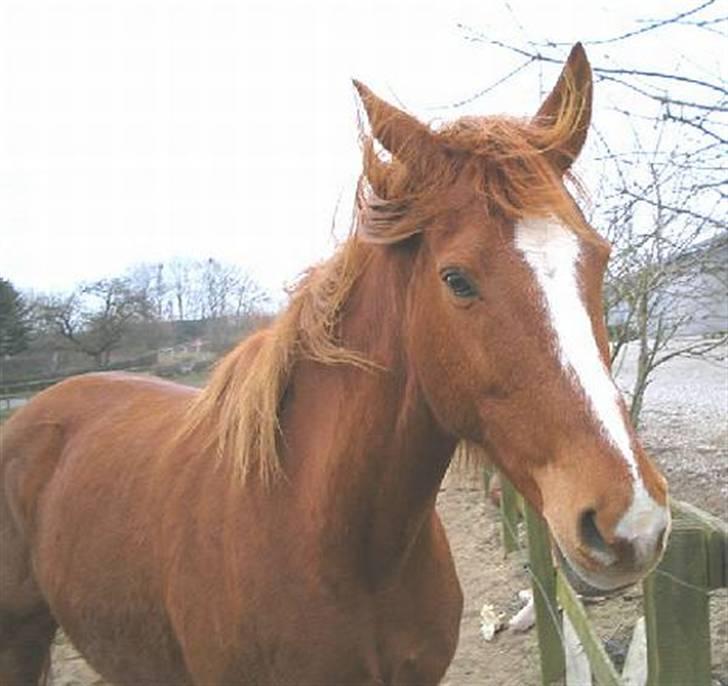 Dansk Varmblod Farouche billede 2