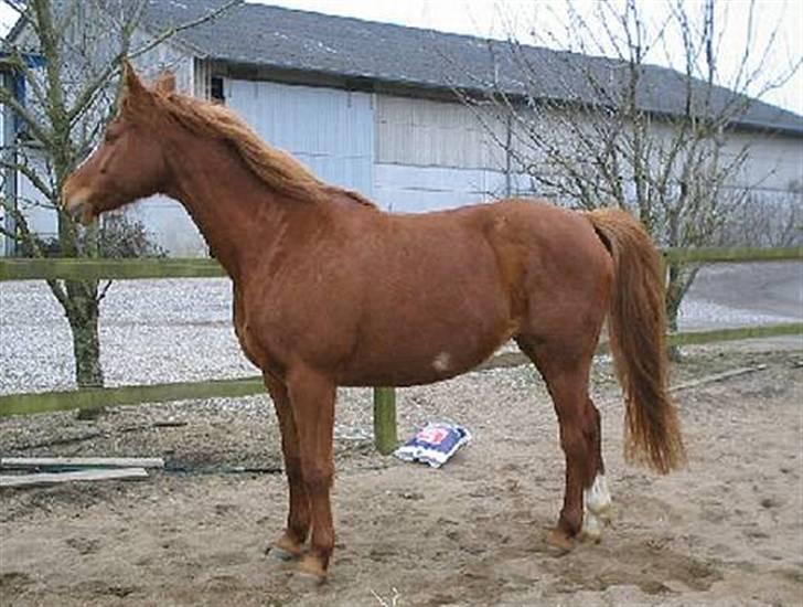 Dansk Varmblod Farouche billede 3