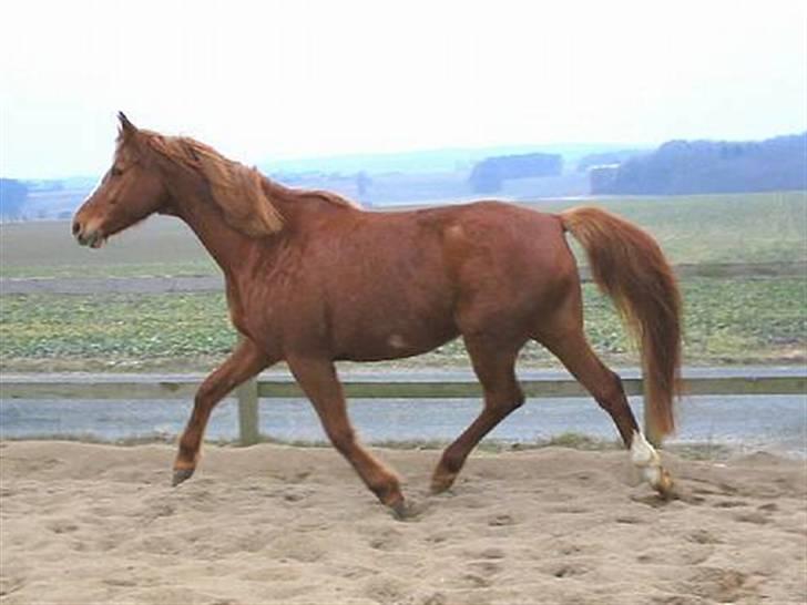 Dansk Varmblod Farouche billede 4