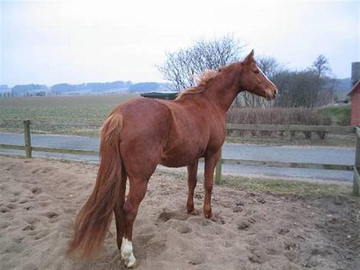 Dansk Varmblod Farouche billede 5
