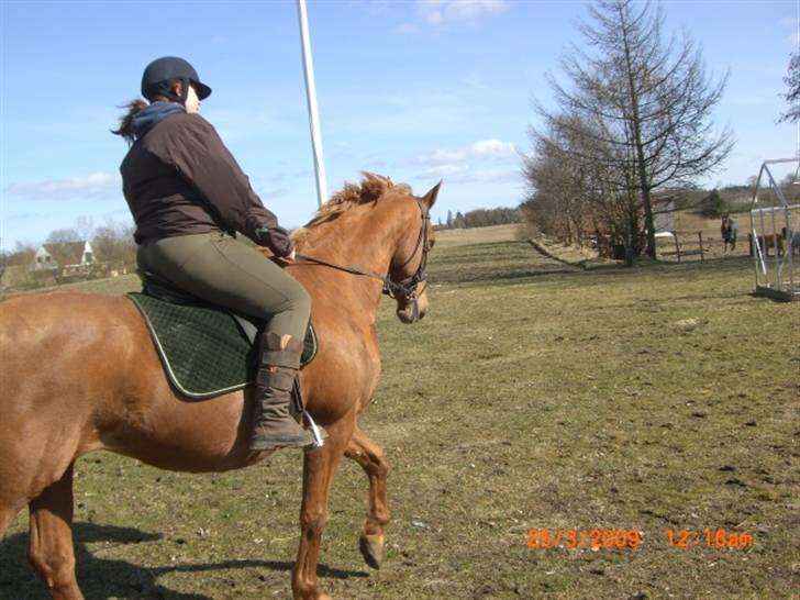 Dansk Varmblod Farouche billede 9