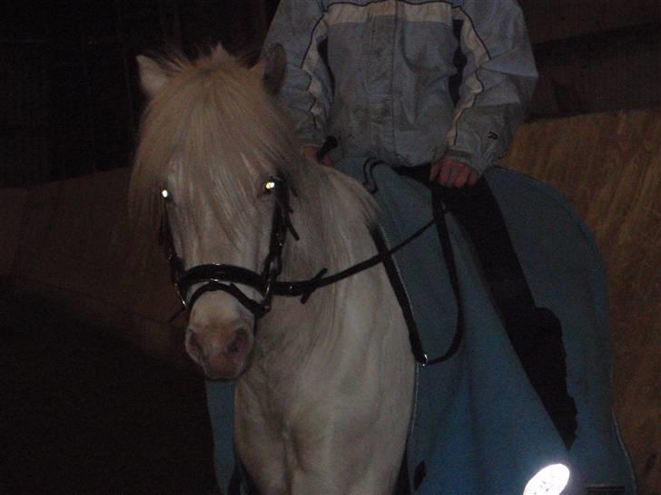 Hollandsk Sportspony Snobby - En lille baby på 4 som jeg savner af hele mit hjerte  billede 8