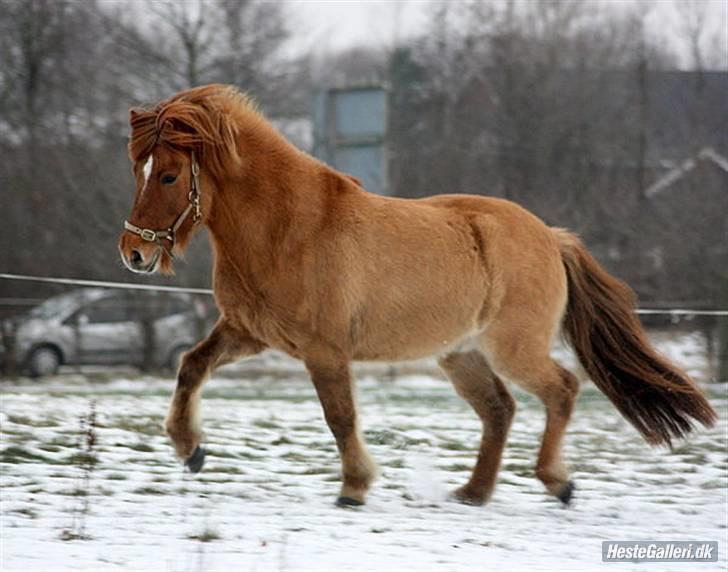 Islænder Ofeigur fra Tyvekrogen - Ofeigur i sneen :-)  billede 9