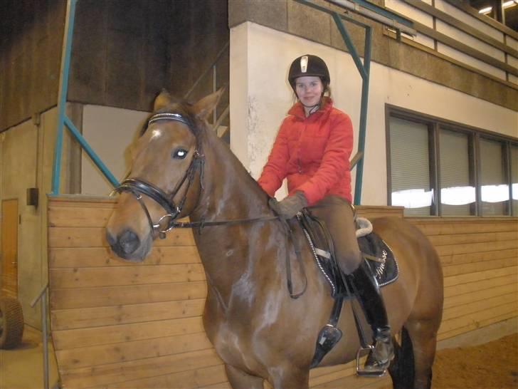 Dansk Varmblod Vistahl Finesse billede 7