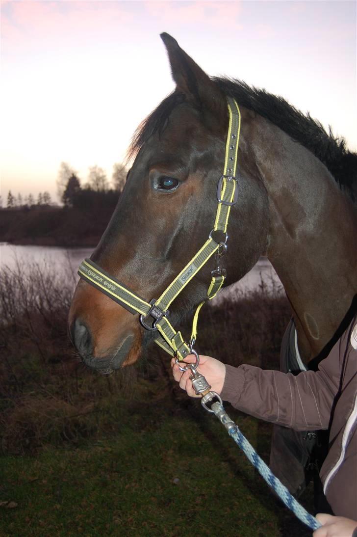 Trakehner Helion De L billede 19