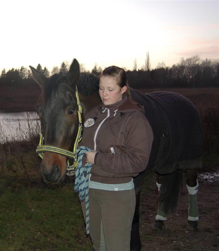 Trakehner Helion De L billede 20